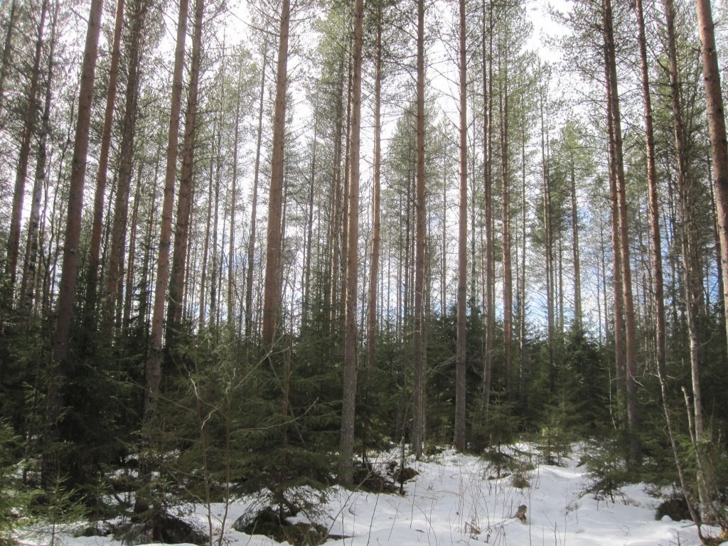 Potentiaalia jatkuvaan kasvatukseen: kuusialuskasvostosta uusi metsä.